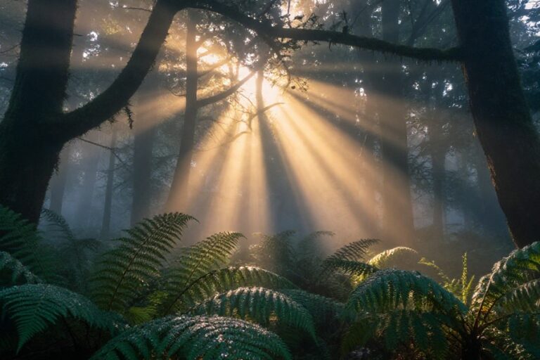 Serene forest scene for a 25 minute advanced meditation session